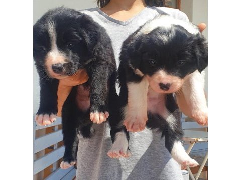 Border collie erkek