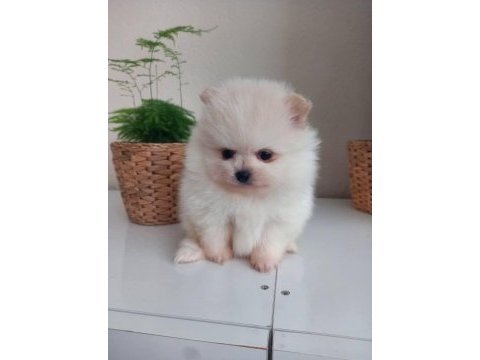 Ayı surat pomeranian bebekler