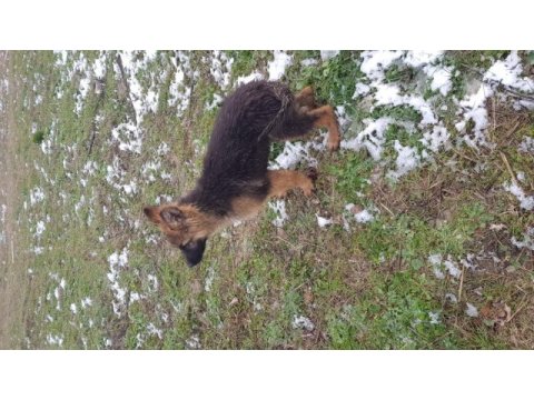 Alman çoban köpeği 4 aylık erkek
