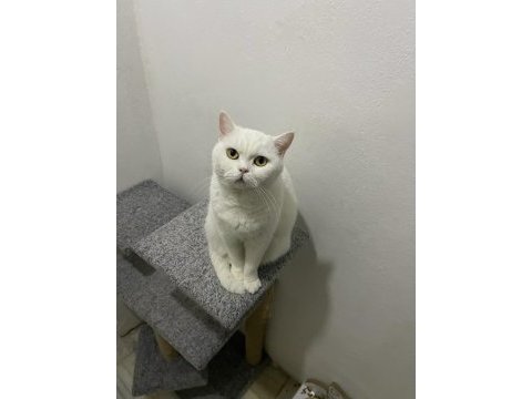 British shorthair dişi 3 yaşında