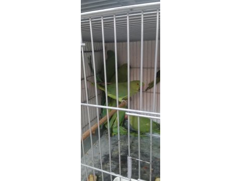 Antalya papağan üretimi bebek pakistanlar