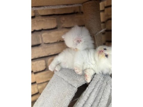 2 aylık iran kedisi çocuklarımıza sıcak bir yuva arıyoruz.