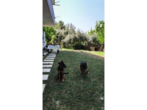 Safkan ırk garantili alman kurdu