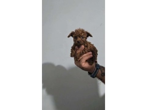 Poodle bebekleri