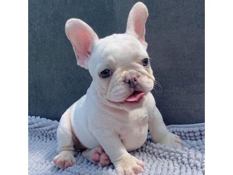 Irk ve sağlık garantili french bulldog yavrularımız