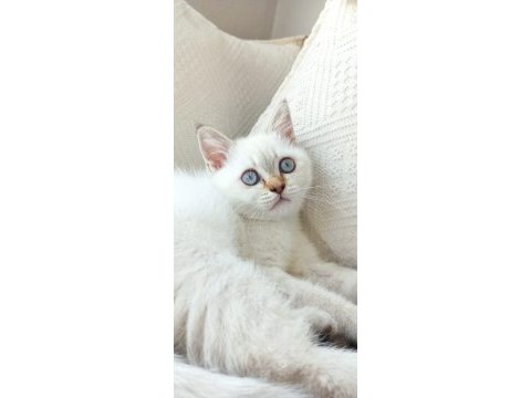 Blue point british shorthair yavrularımız yuva arıyor