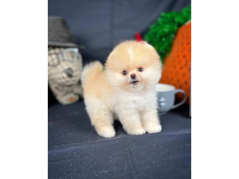 Yavru patiler farkı ile teddy bear yavrularımız