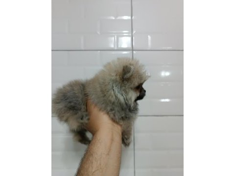 Pomeranian teddy bear