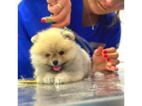 Full şecereli ayıcık yüzlü pomeranian boo
