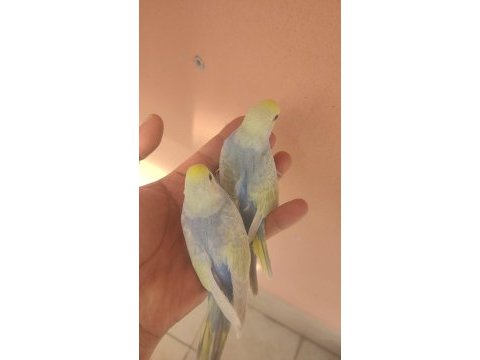 Rainbow çift muhabbet kuşu