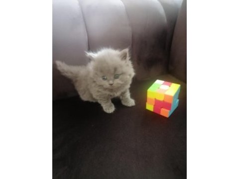 British shorthair yavru antalya