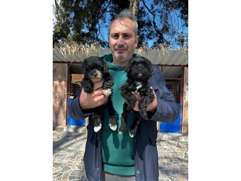 Morkie yavrularımız