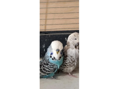 Show jumbo eşli erkek uysal muhabbet kuşumuz