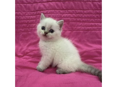 Birbirinden güzel brıtısh shorthair yavrularım 