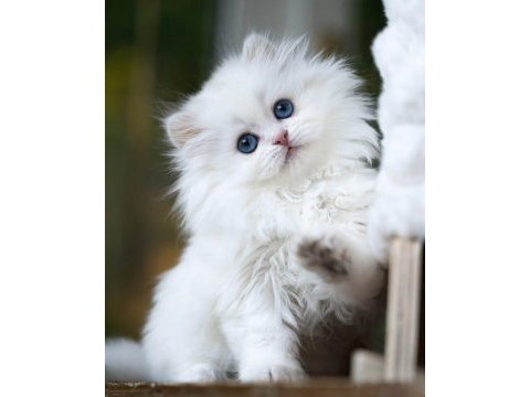 Kusursuz ns1133 british longhair