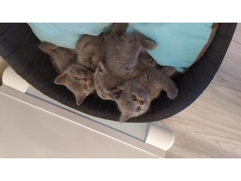 British shorthair dik kulak
