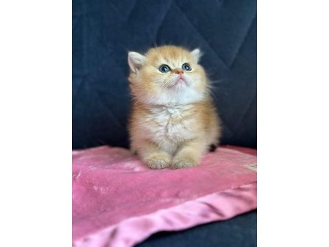British shorthair golden ny11