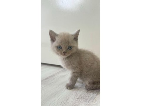 British shorthair bebeklerimiz yuvasını arıyor
