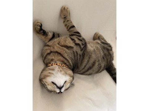 British shorthair tekir kırması 8 aylık erkek kedim