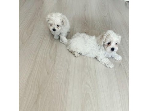 Maltese terrier minikler