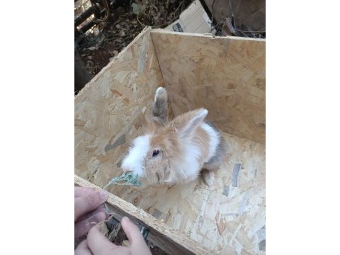 Aslanbaş yetişkin tavşan karamel