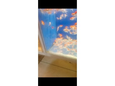 Oranda balıklarımız