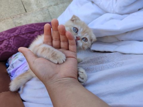 Muhteşem oyuncul kıpır kıpır kedim yuvasını arıyor