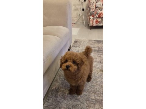 4.5 aylık erkek ped eğitimli aşılı toy poodle