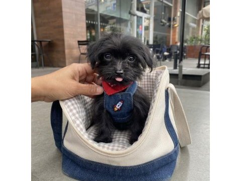 Black morkie çok sevimli