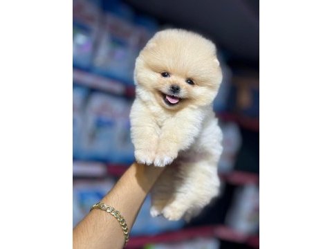 2.5 aylık pomeranian boo ayı surat yavrularımız