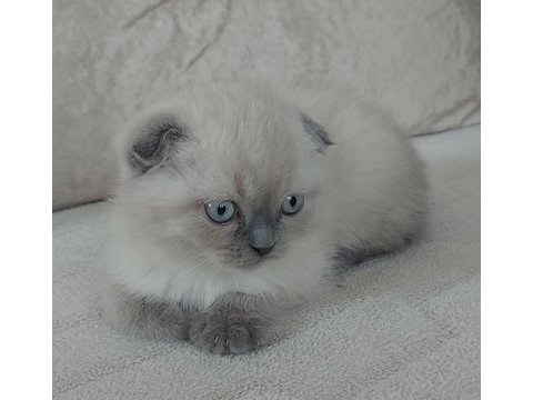 2 aylık scottish fold yavru kedilerimiz