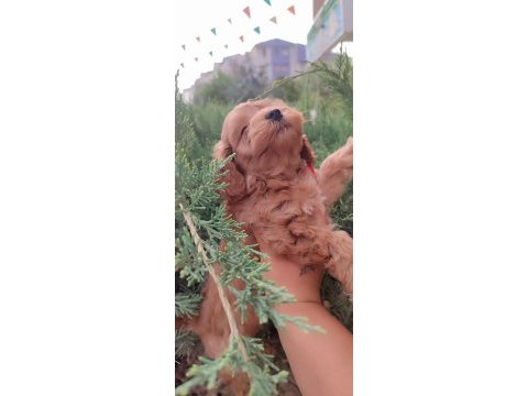 Maltipoo dizayn güzellikler