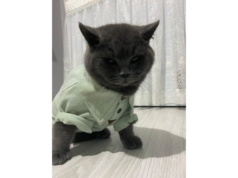 1 yaşında british shorthair