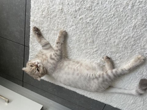 Scottish fold whiskey yuva arıyor