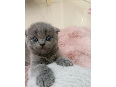 Gri scottish fold yavruya yuva