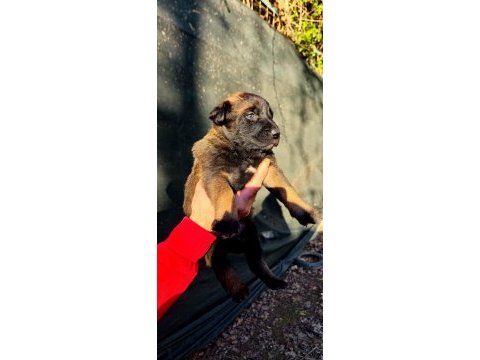 %100 ırk garantili belçika malinois yavrularımız