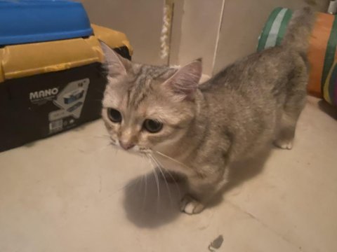 Yuvasını arayan güzellik british shorthair
