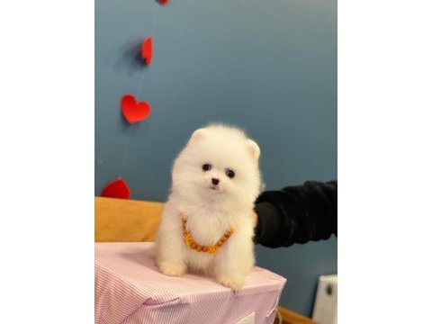 Yeni evlerine gitmeye hazır pomeranian yavruları