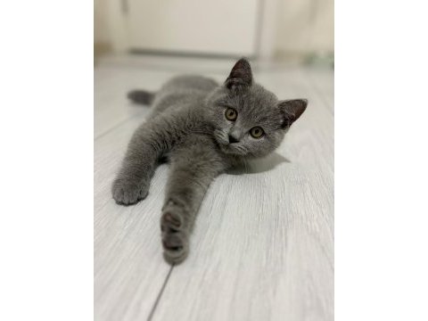 2.5 aylık safkan british shorthair yavrusu