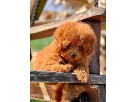 Oyuncak ayıcık görünümlü red poodle yavrularımız 