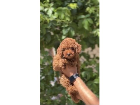 1. sınıf a kalite poodle yavrularımız