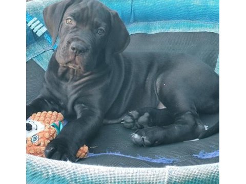 Dolandırılmaya son her yerden elden teslim cane corso