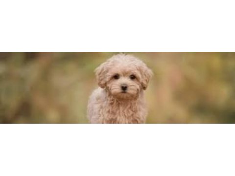 Safkan maltipoo yavrular