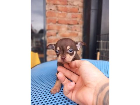 Tea cup yavru chihuahua sigara kutusu kadar