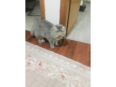 Damızlık scottish fold kısırlaştırılmamıştır