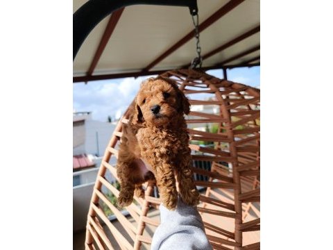 Toy poodle yavrular