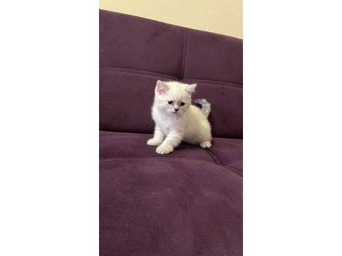 Akıllı uysal tatlı beyaz kedimiz