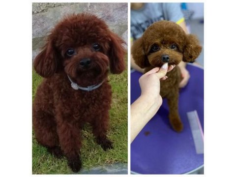 Toy poodle yavrularımız orjinal red brown