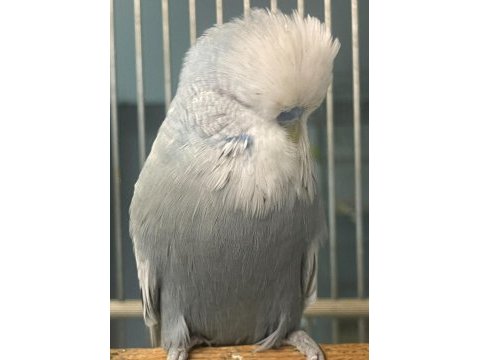 Yetişkin&yavru jumbo muhabbet kuşları sahiplendirilecek