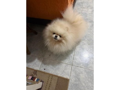 Pomeranian boo kore kan